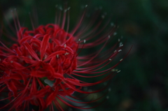 濃紅