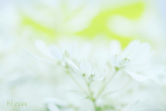 snow white