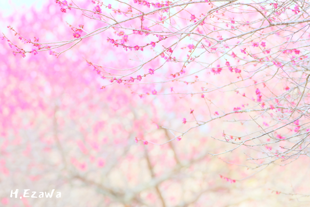 春の夢