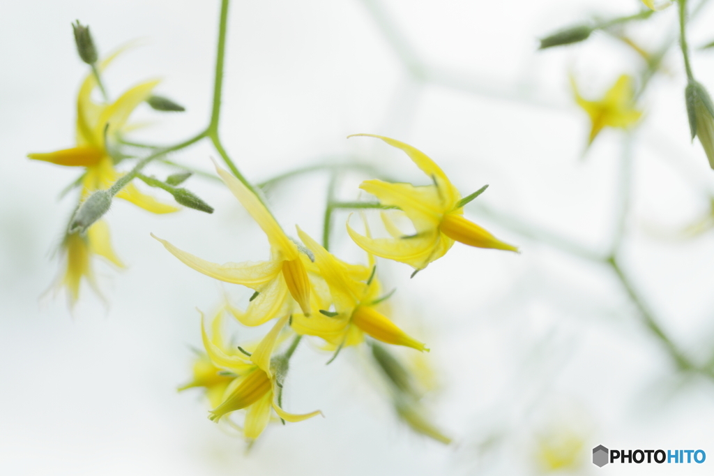 Yellow fairies