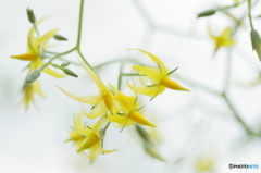 Yellow fairies