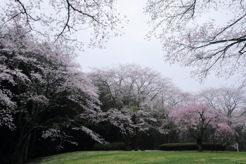 雨の日の桜