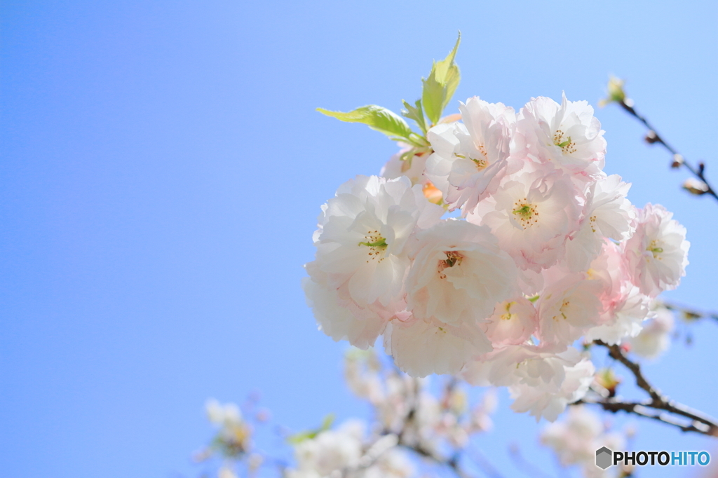 青空に八重桜