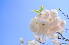 青空に八重桜