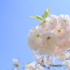 青空に八重桜