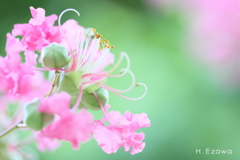 百日紅の花