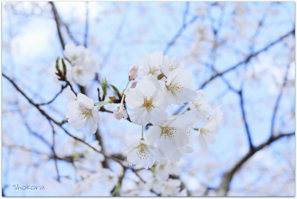 青空を見上げてⅢ