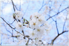 青空を見上げてⅢ