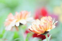 Calendula