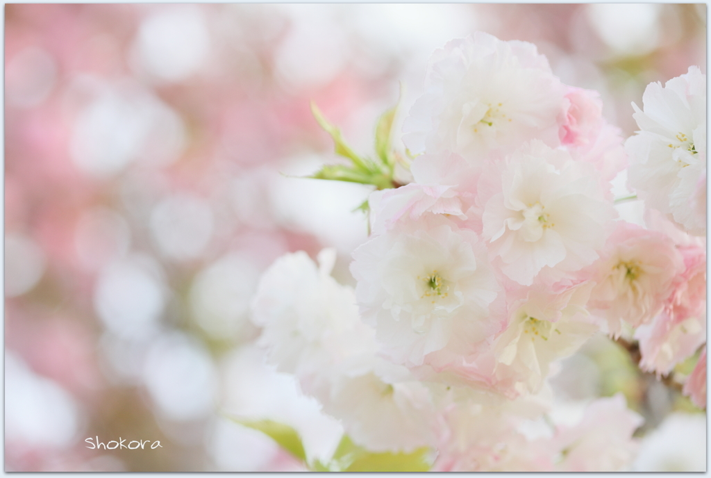 八重桜Ⅱ