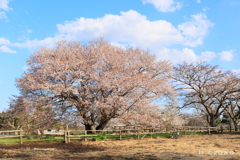 大きな山桜