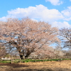 大きな山桜