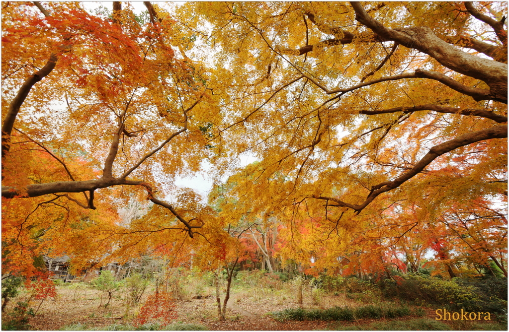 十枝の森の紅葉6