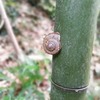 竹にカタツムリ