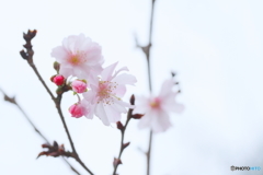 冬桜