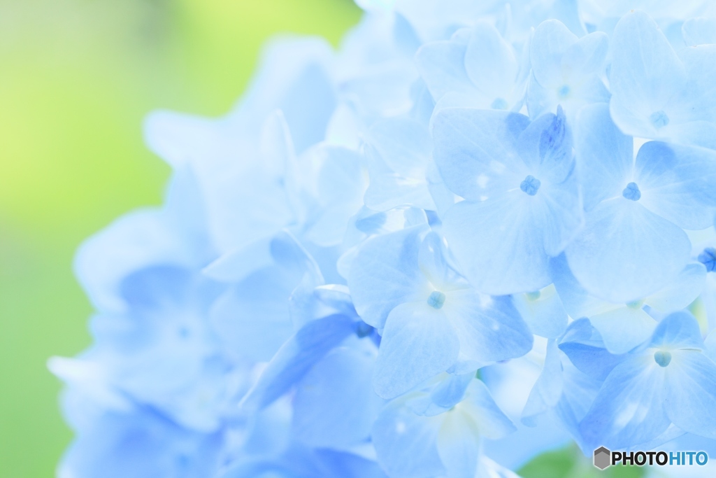 Early summer blue2