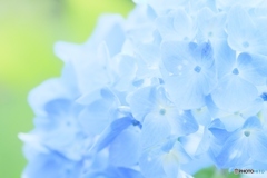 Early summer blue2