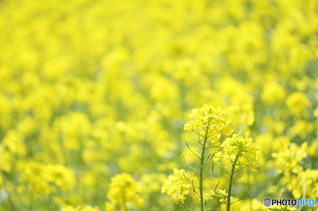 Spring field