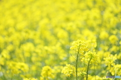 Spring field