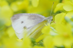 春に埋もれて