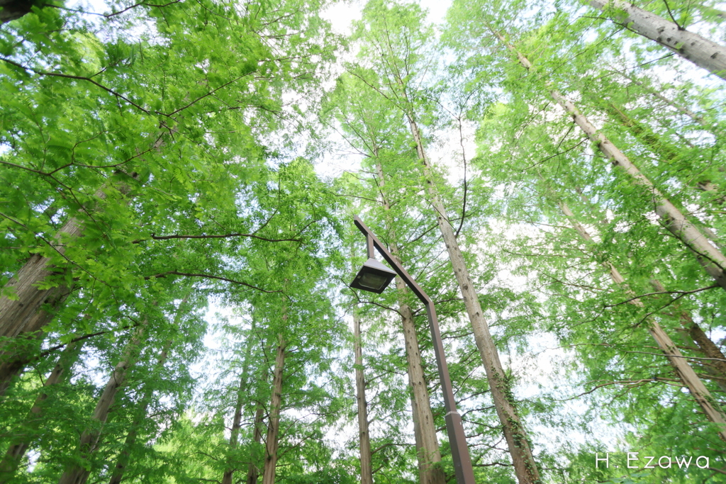 初夏のメタセコイアを見上げて