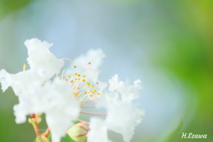 白い百日紅