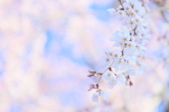 栄福寺の枝垂れ桜again7