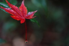 雨あがりの紅