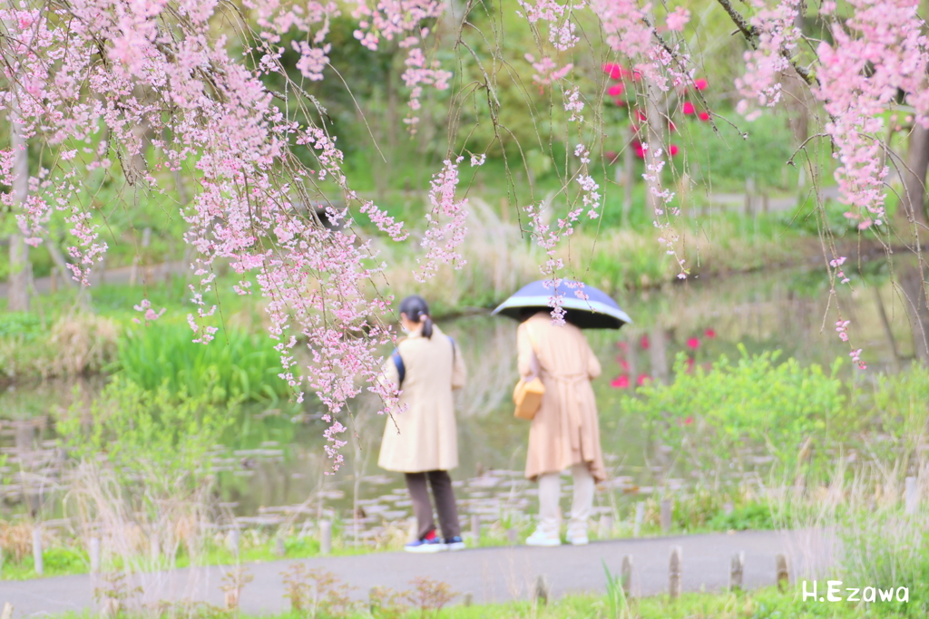 美術館の桜15