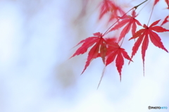 秋枝垂れ