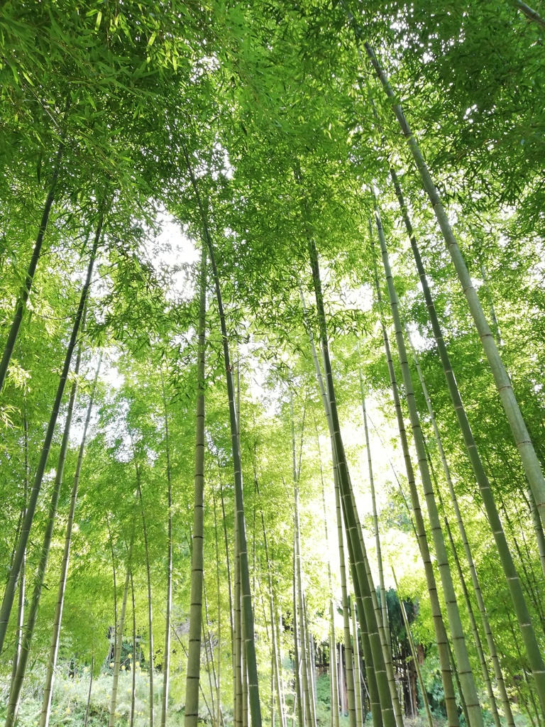 竹林