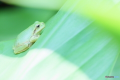 日陰