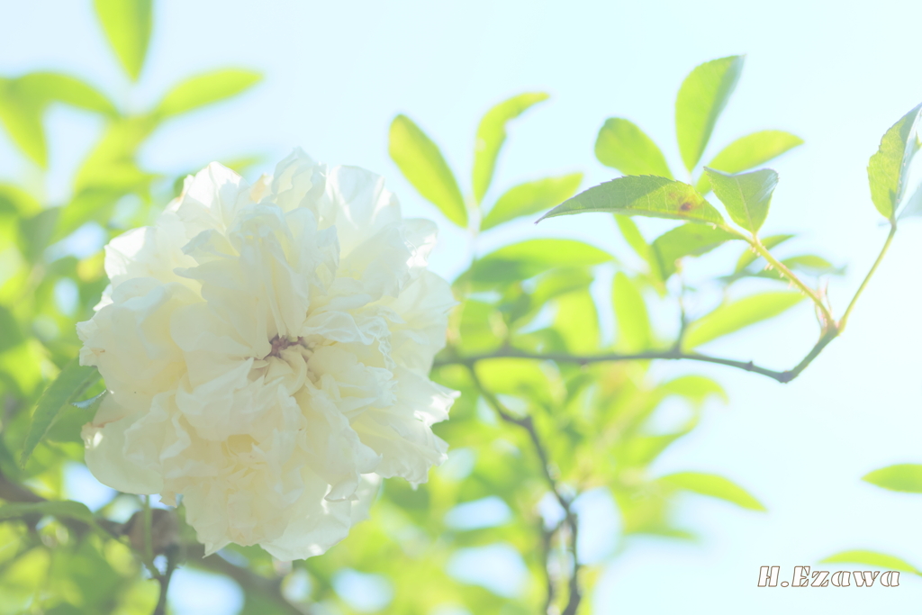 草笛の丘の薔薇4