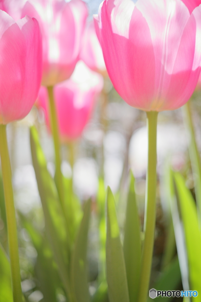 Tulip Forest2