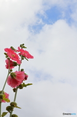 夏が来たなぁ・