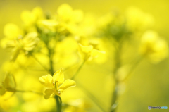 Yellow spring