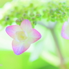 hydrangea3