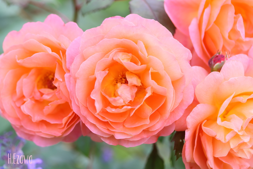 wonderful scented roses