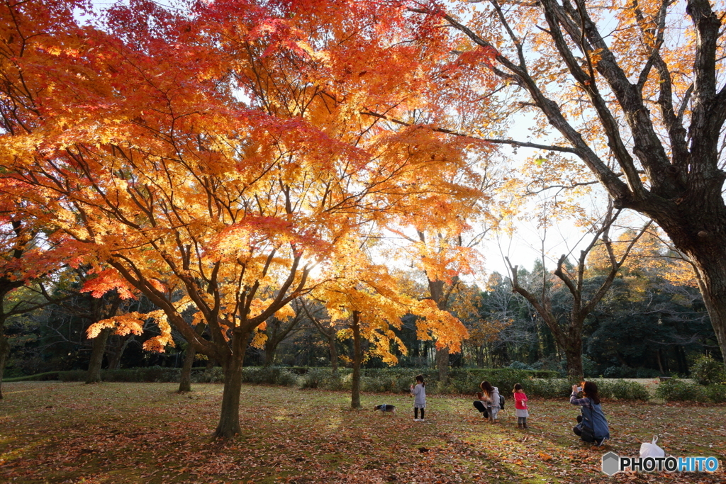 紅葉の木の下で