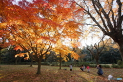 紅葉の木の下で