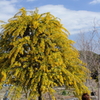 Yellow tree