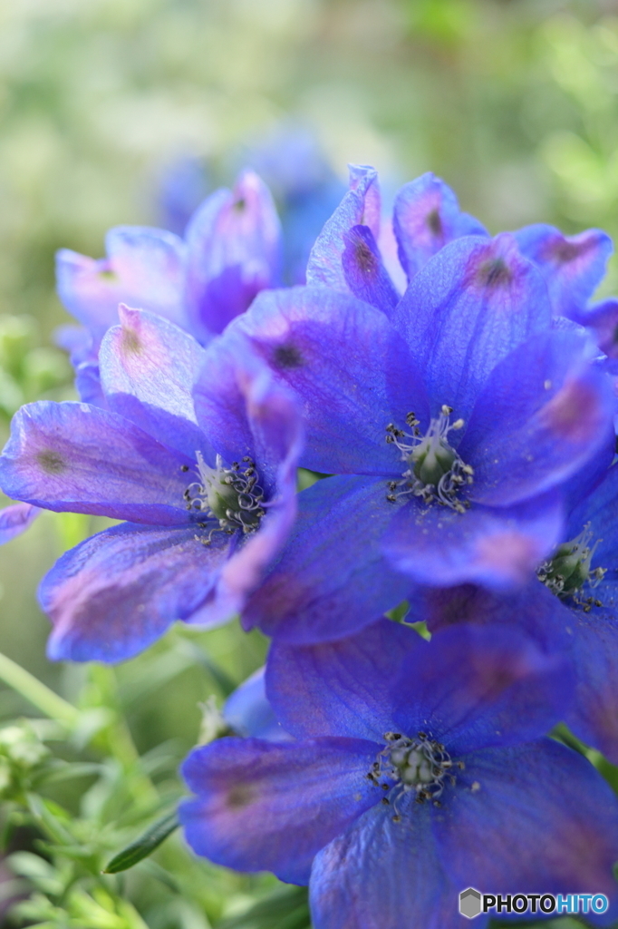 Blue bouquet