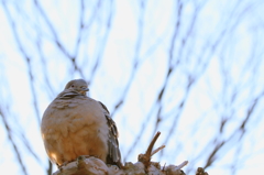 冬の鳩