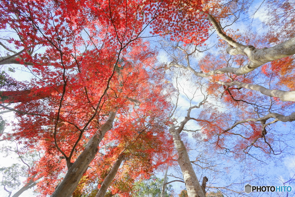 紅葉の森