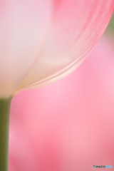 Tulip line