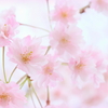 美術館の桜19