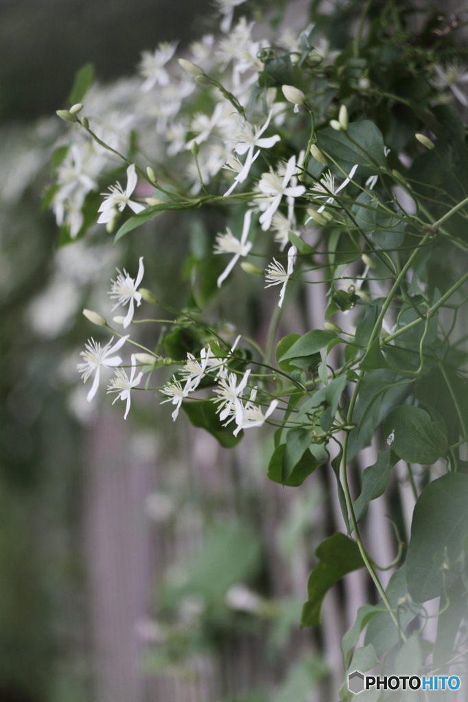 小白花