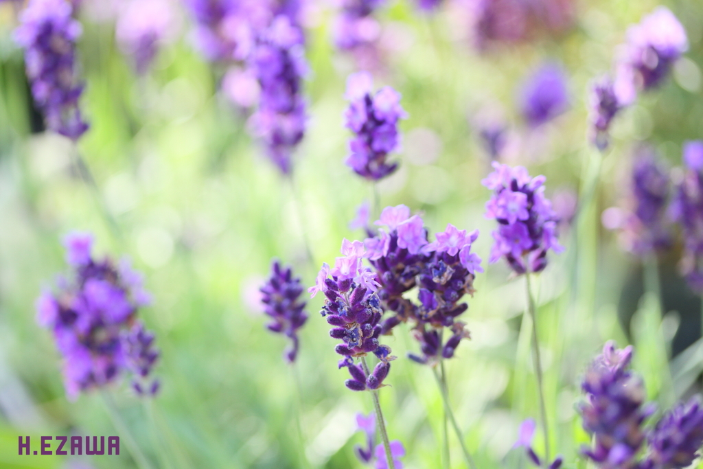 lavender