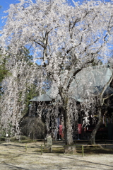 栄福寺の枝垂れ桜2