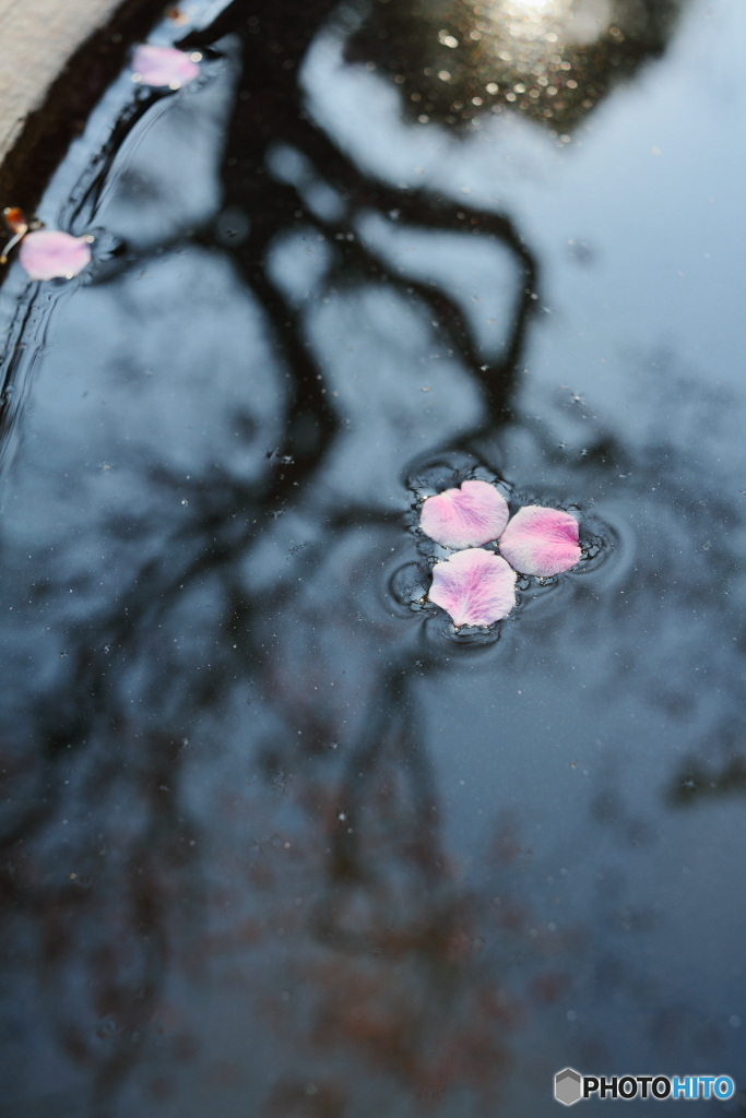 水面に咲く